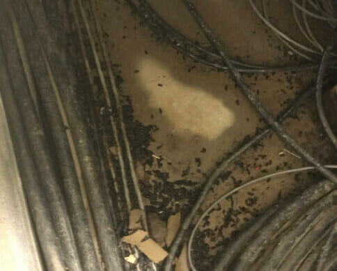 Colorado Rodent Droppings